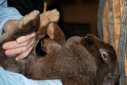 chocolate silver fox rabbit